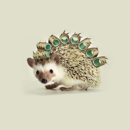 gf_egel_witte-fond-1_870x870_acf_cropped
